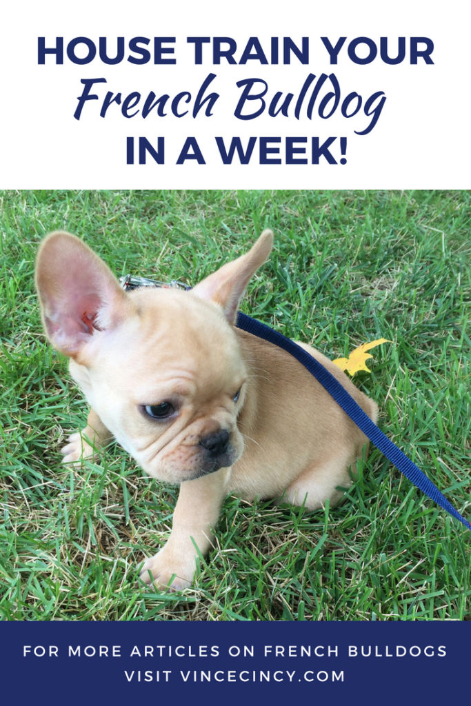 when can you take a french bulldog home? 2