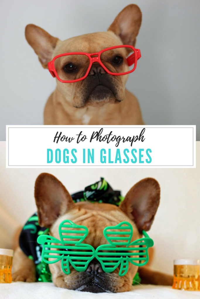How to Photograph Dogs in Glasses