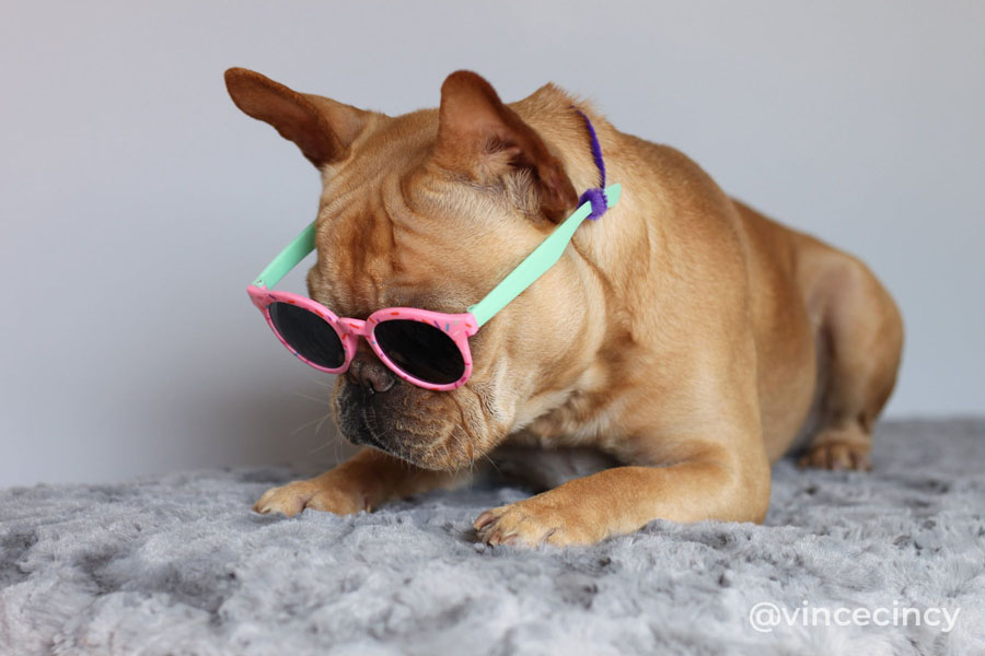 How to Photograph Dogs in Glasses