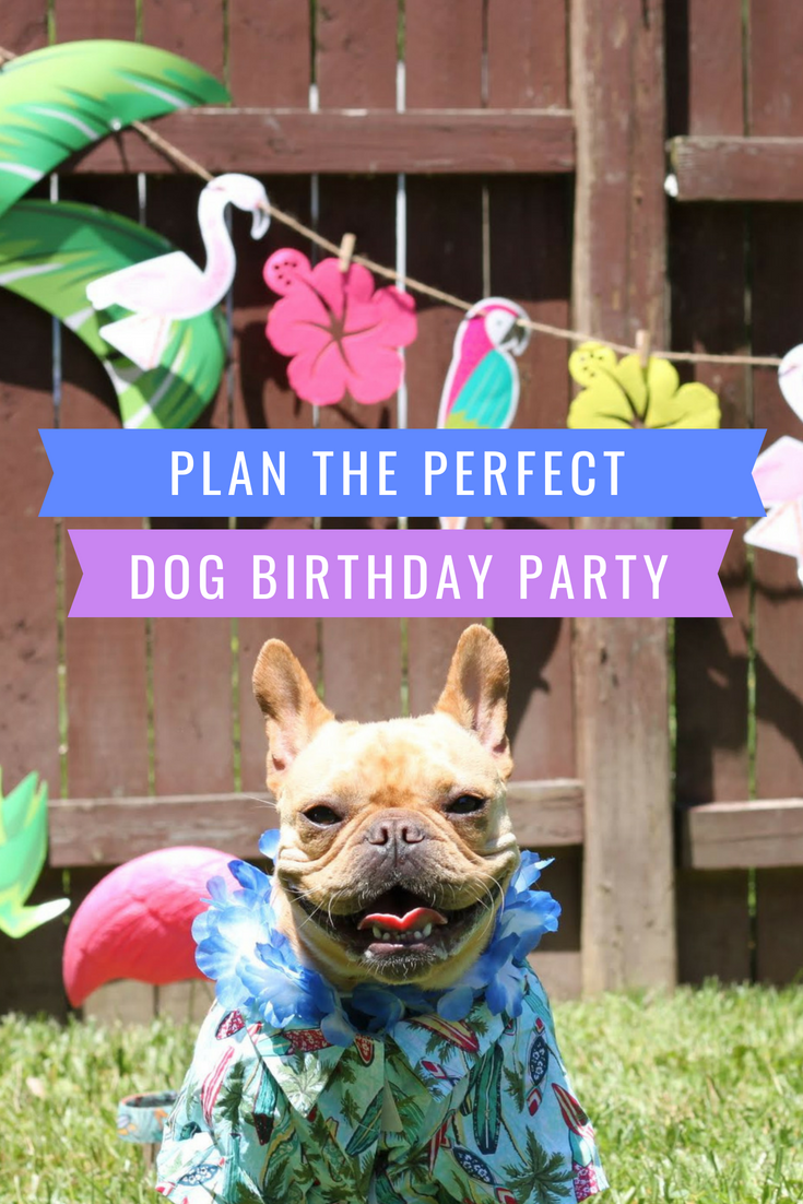 Plan a perfect dog birthday party | vincecincy.com