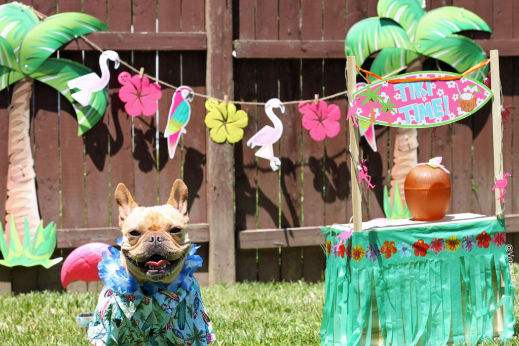Plan the Perfect Dog Birthday Party by Vincecincy.com