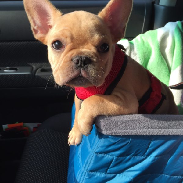 5 things to consider When getting a  french bulldog