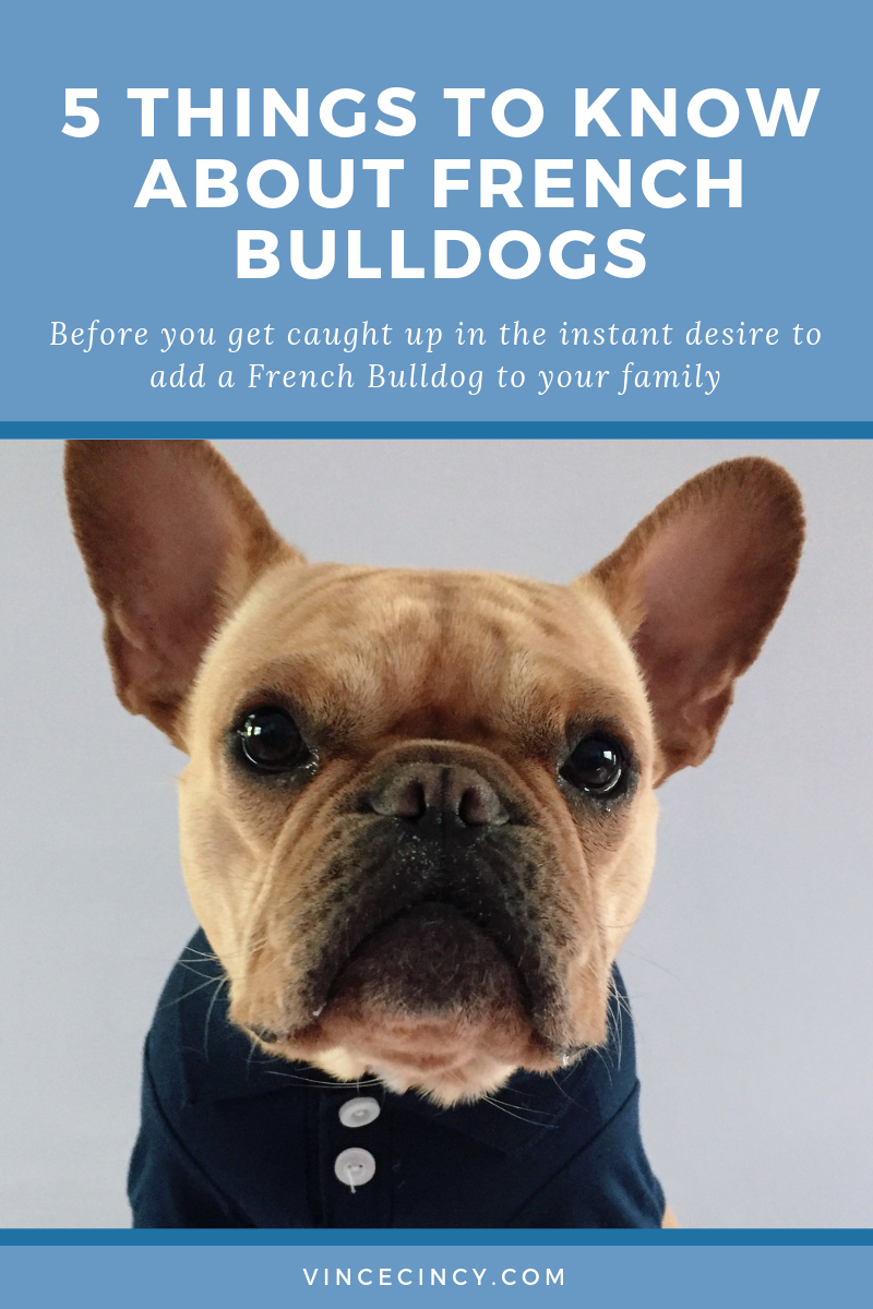 5 things to consider When getting a  french bulldog | vincecincy.com