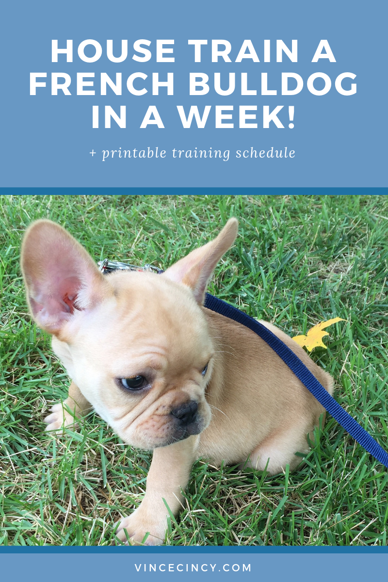 House Train a French Bulldog in a week | vincecincy.com
