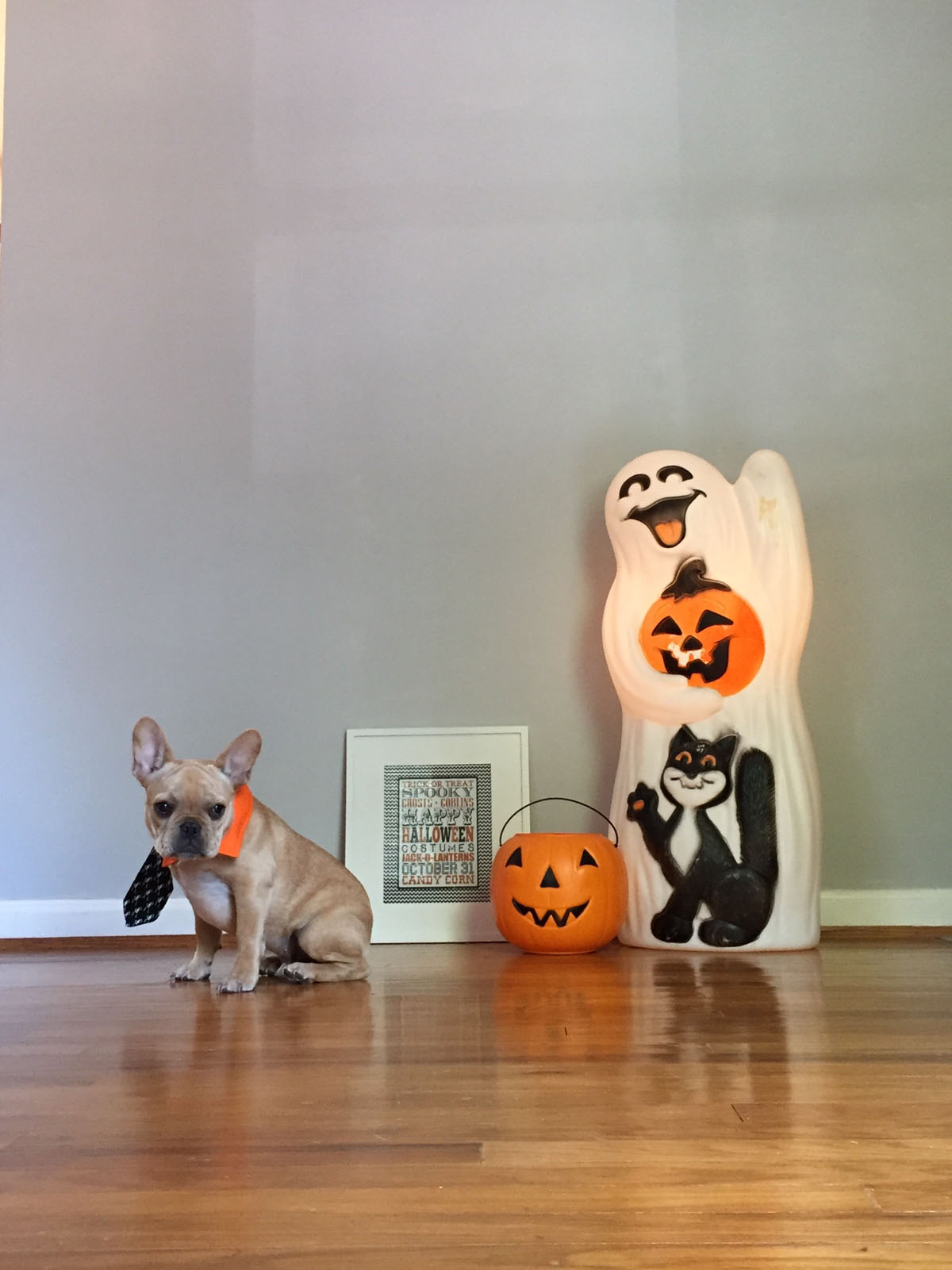 Halloween Dog Photos at Home | vincecincy.com