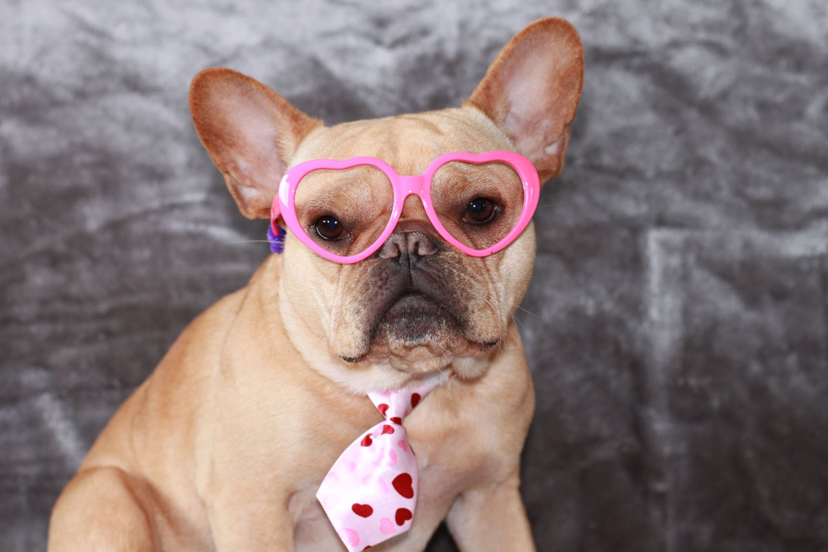 French Bulldog in pink heart glasses | Vincecincy.com