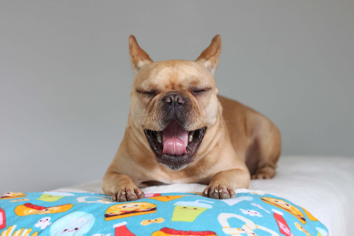 French Bulldog yawning | Vincecincy.com