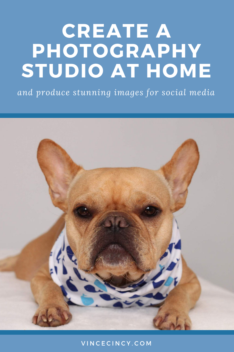 Create a Dog Photography Studio at Home | Vincecincy.com