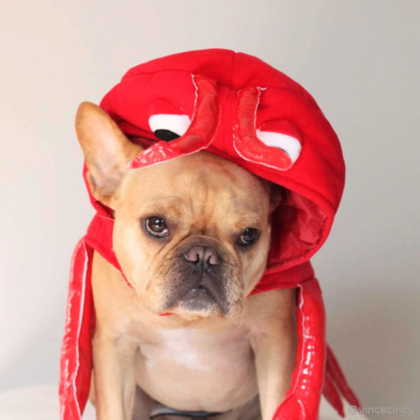 French Bulldog Lobster Halloween Costume