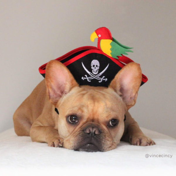French Bulldog Pirate Halloween Costume