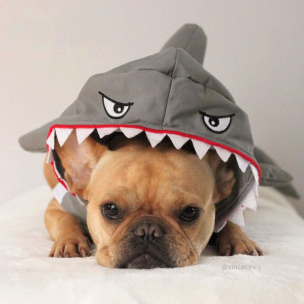 French Bulldog Shark Halloween Costume