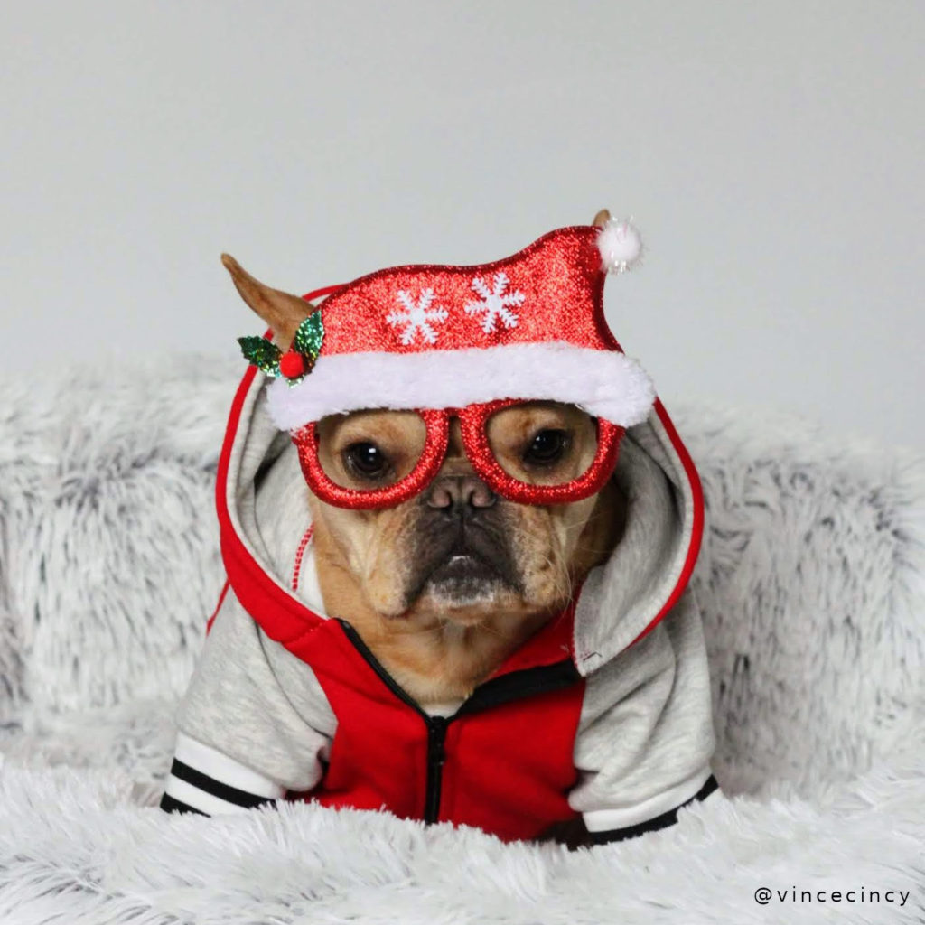Dollar Tree Santa glasses on cute french bulldog