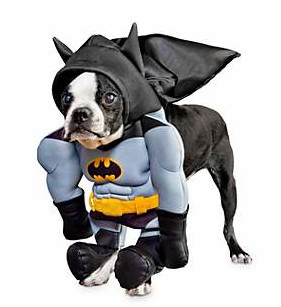 bat dog costume from petco