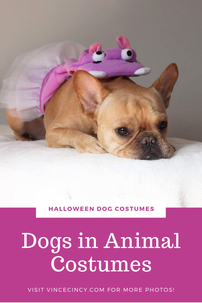 Vince Cincy french bulldog in animal costumes