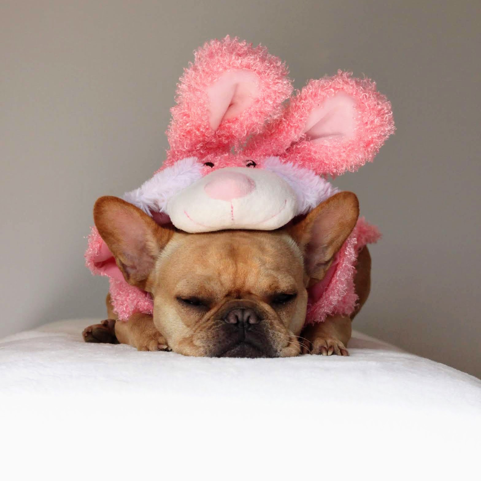 French Bulldog dressed as a pink bunny VinceCincy