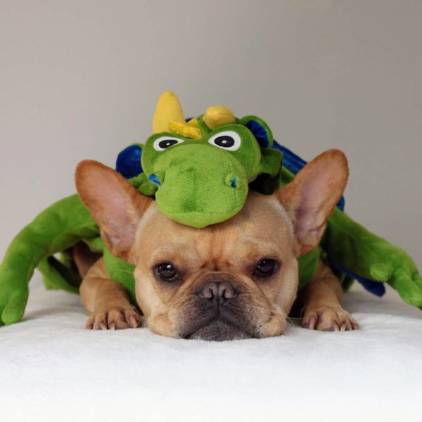 French Bulldog dressed as a green dragon VinceCincy