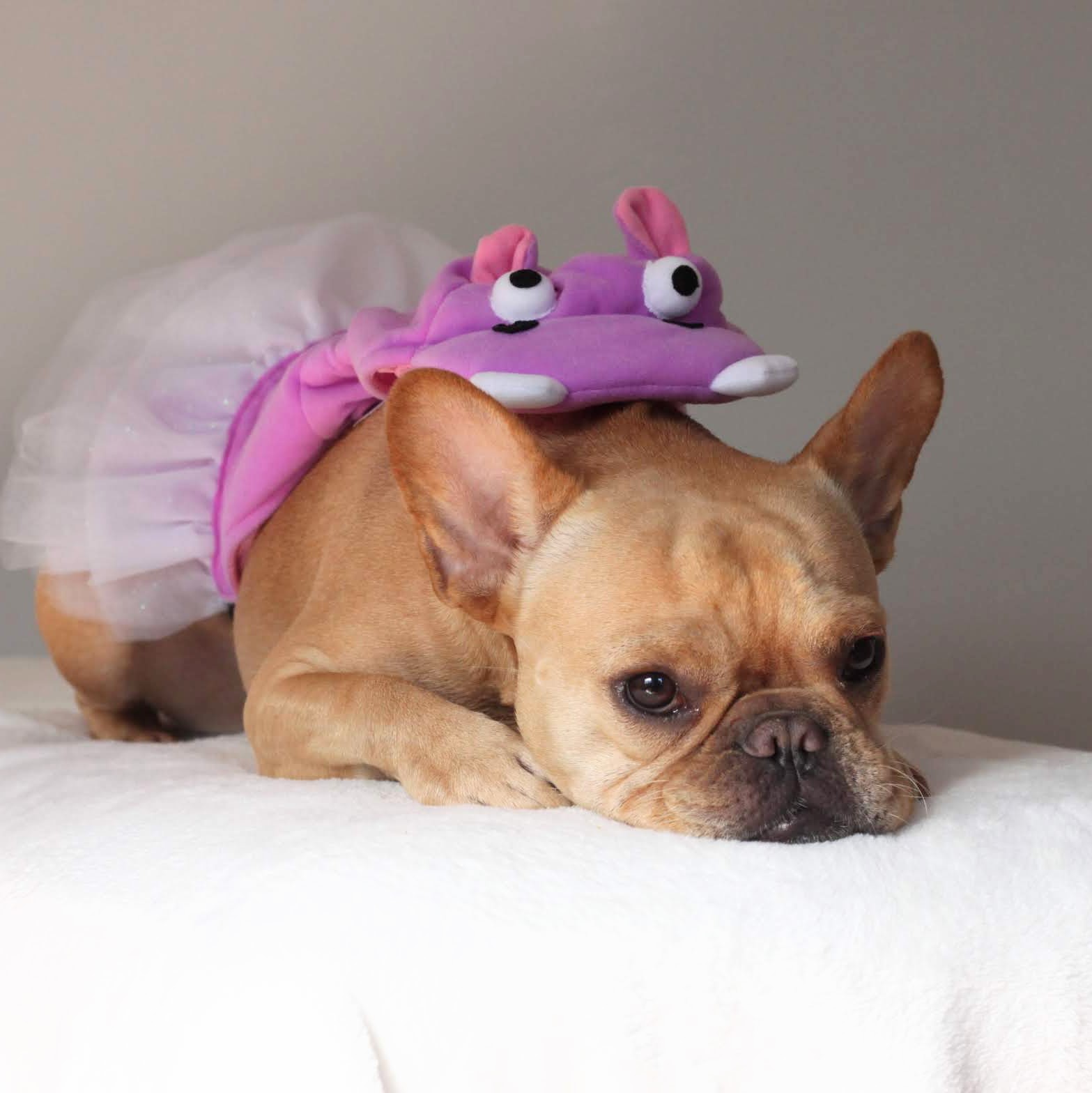French Bulldog dressed as a purple hippo VinceCincy