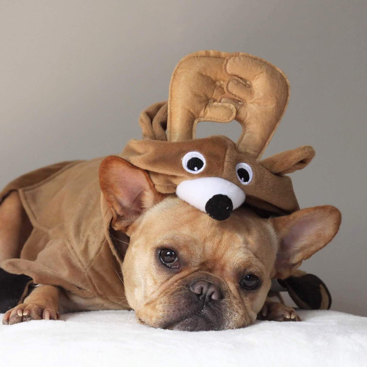 French Bulldog dressed as a moose VinceCincy