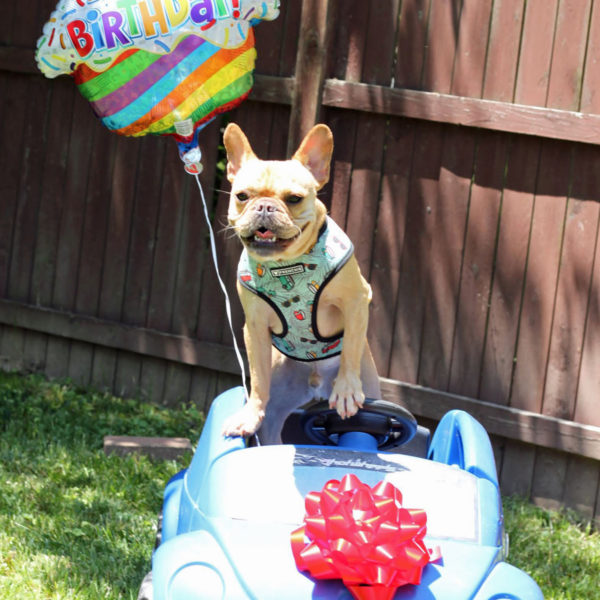 Birthday Dog in Kids Car vincecincy.com