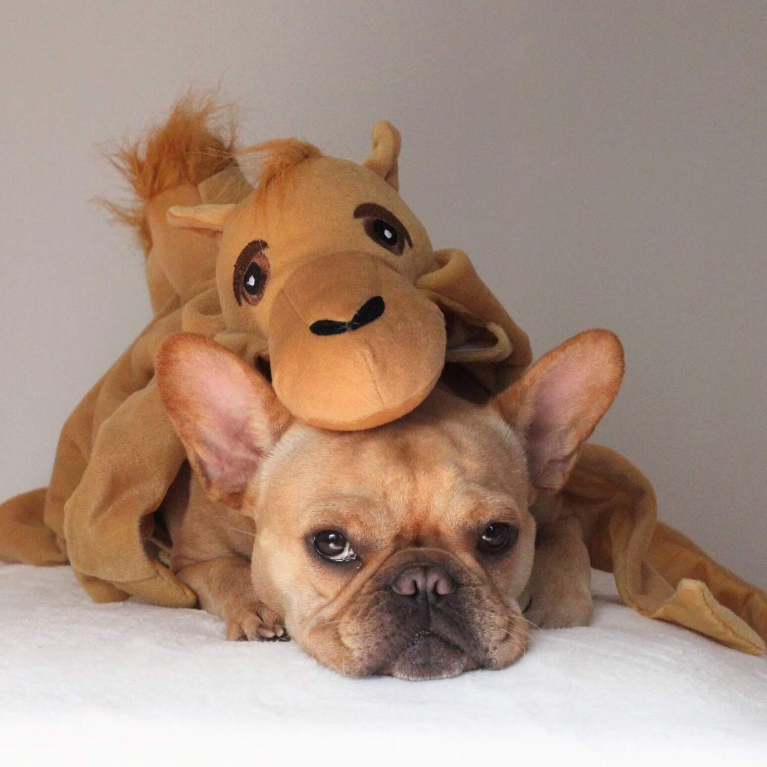 French Bulldog dressed as a camel VinceCincy